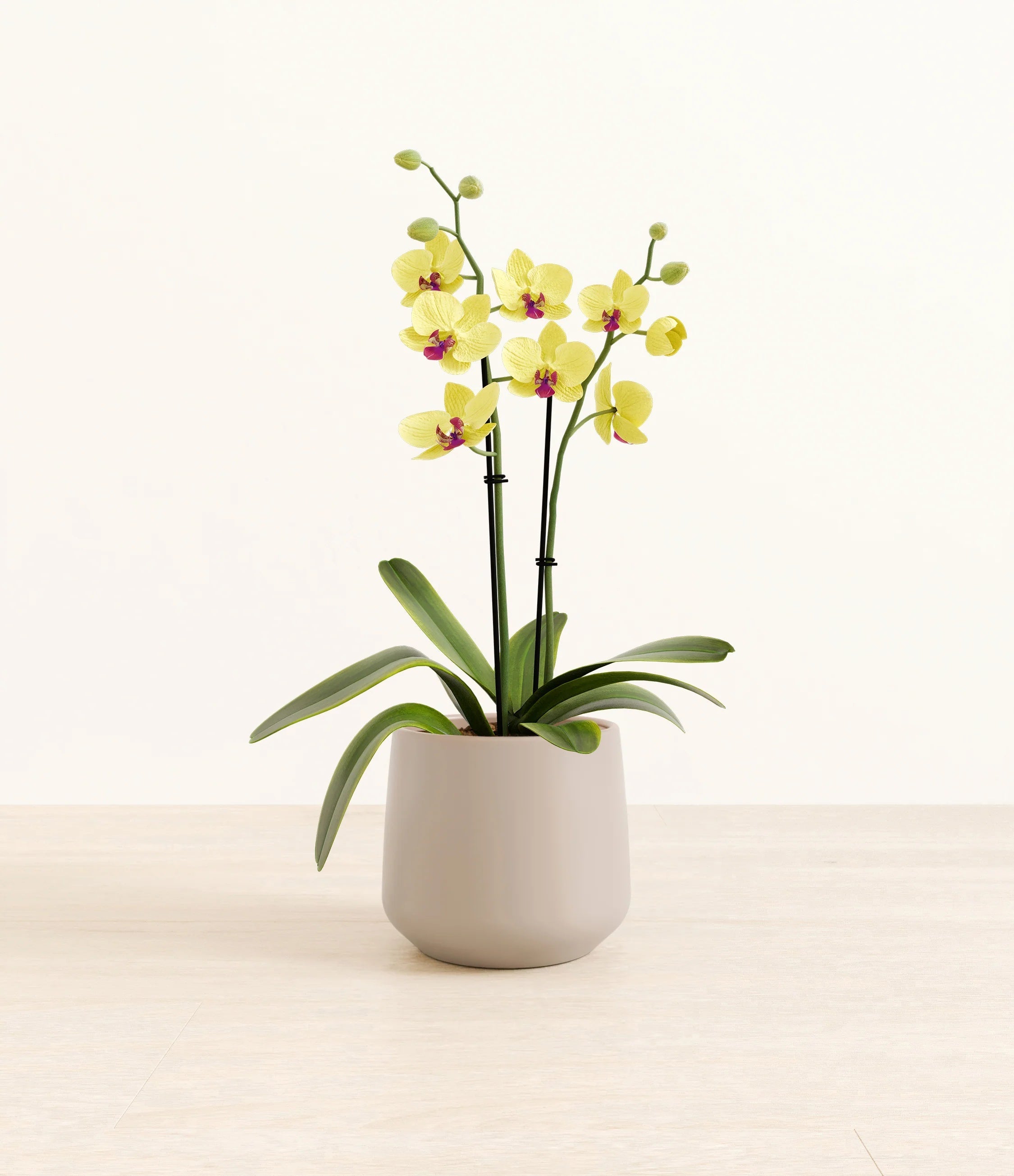Yellow orchid