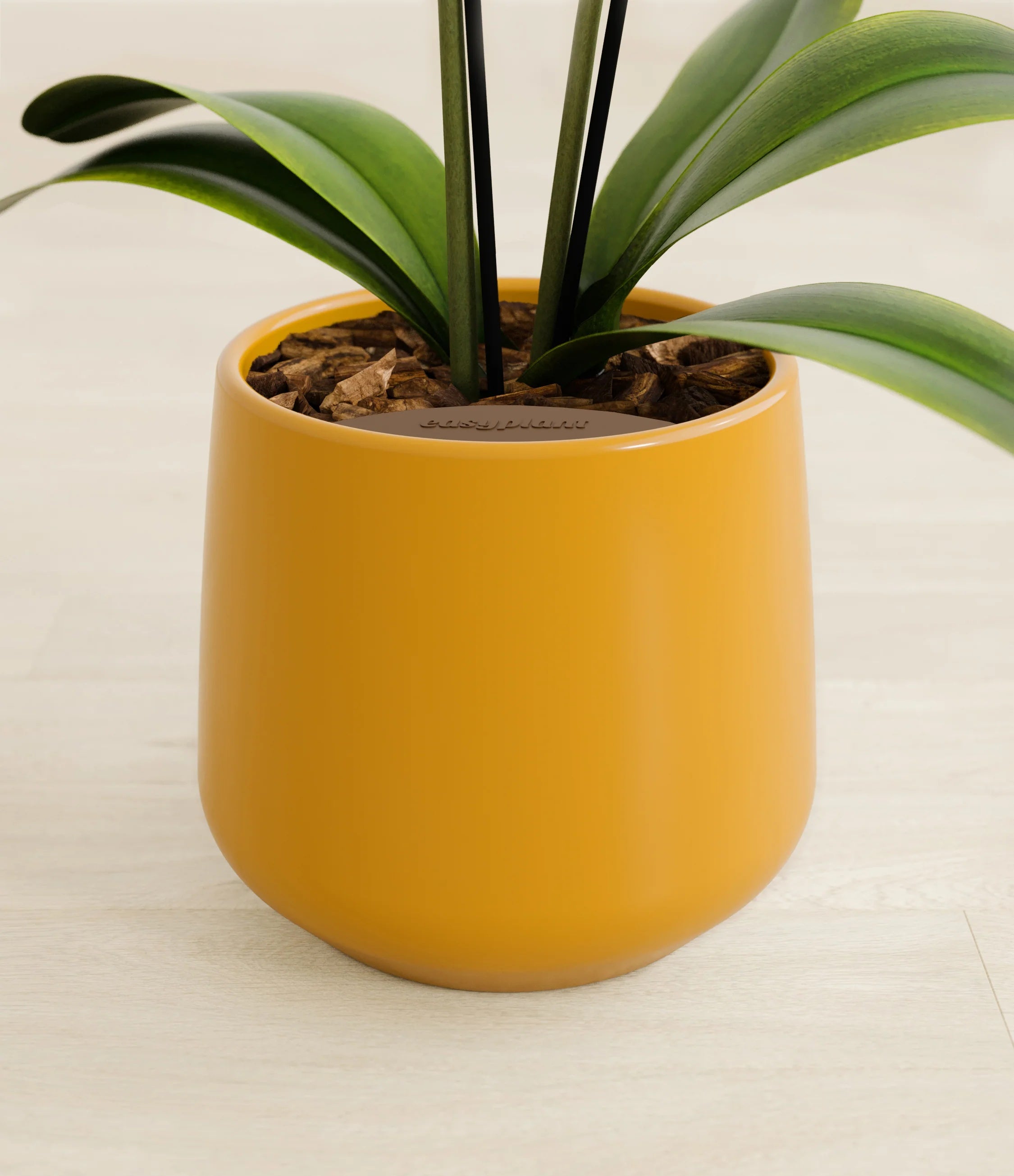 Yellow orchid