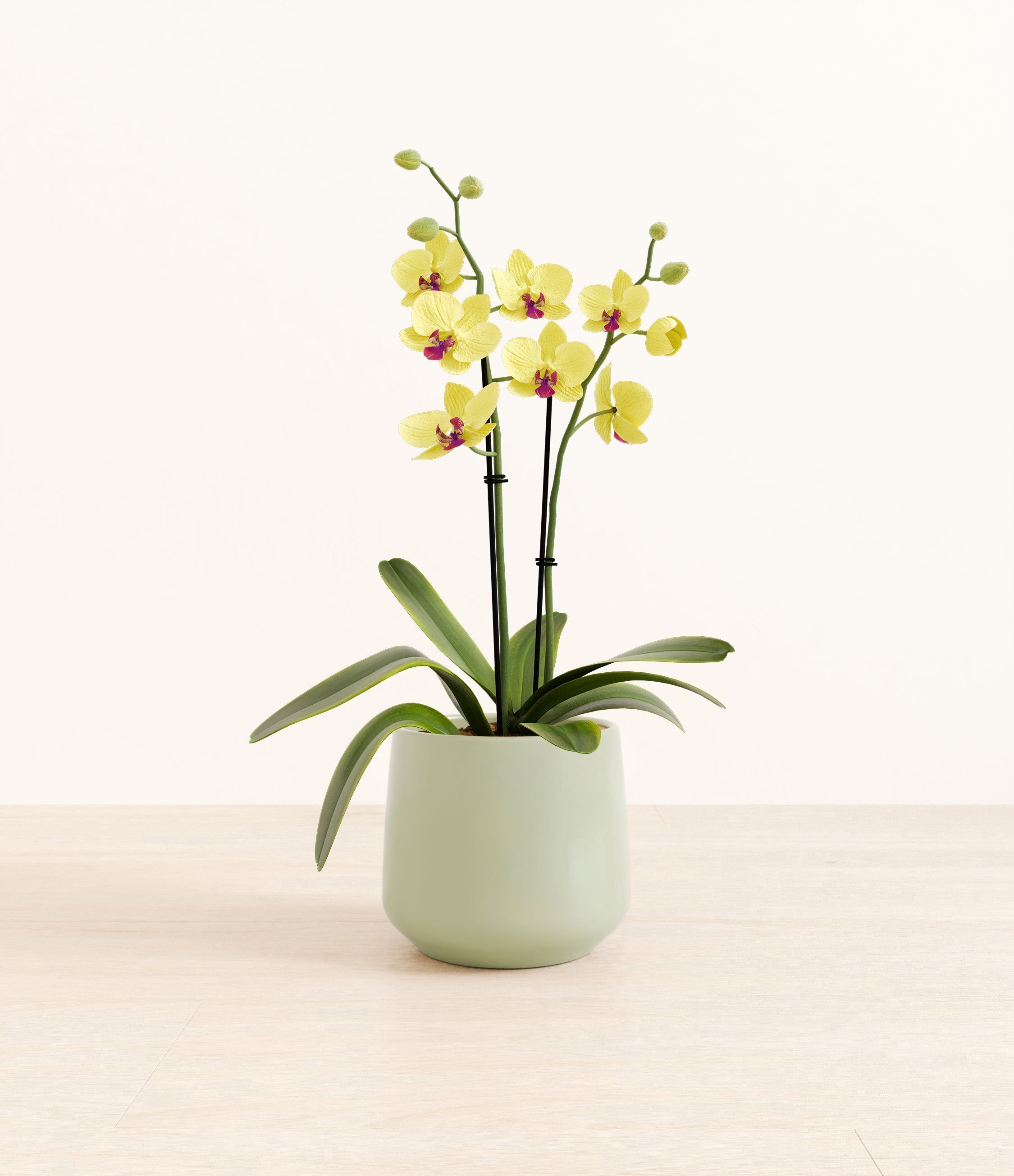 Yellow Orchid plant