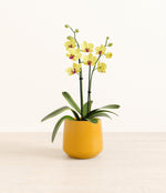 Yellow Orchid plant