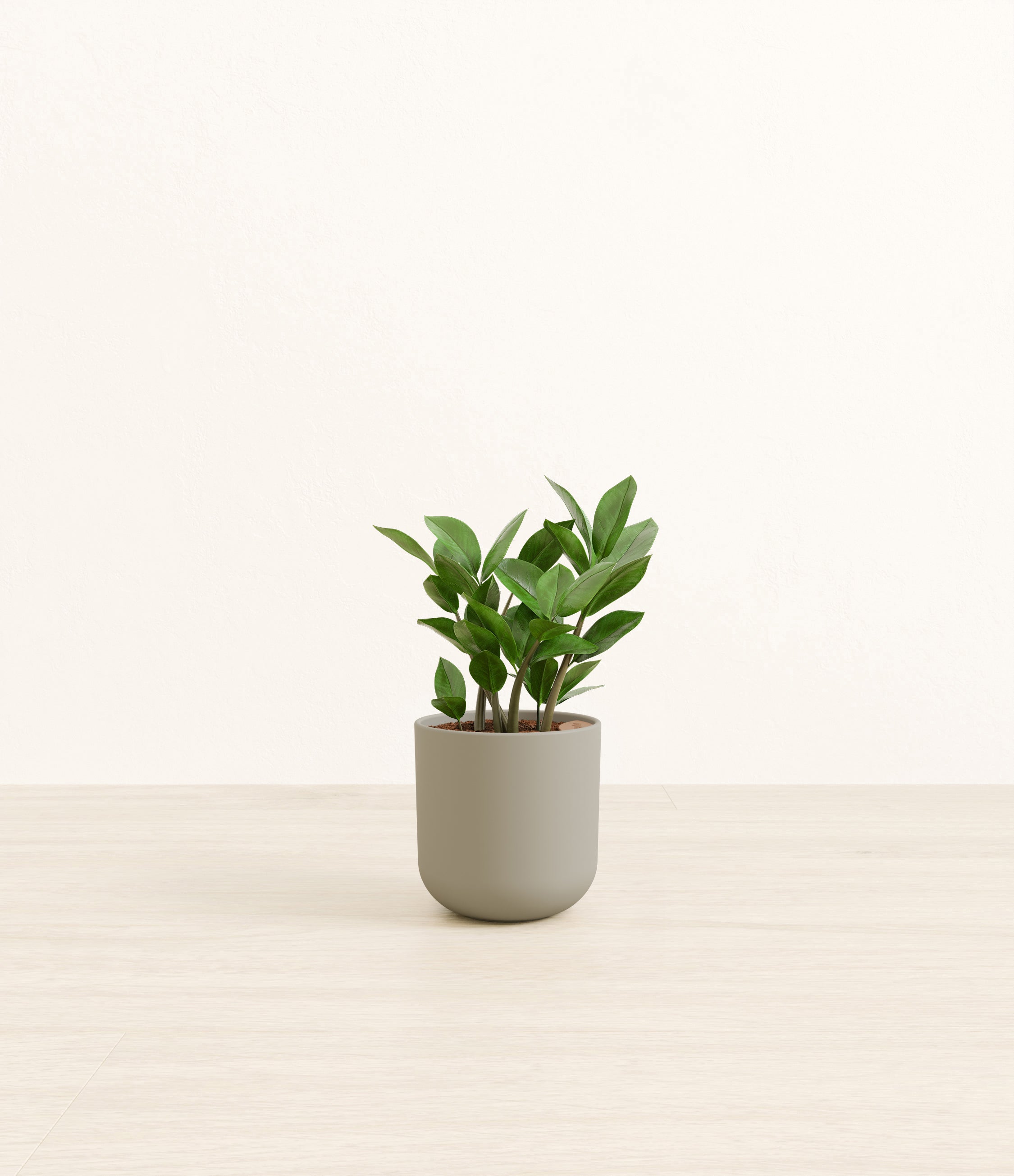 ZZ Plant plant