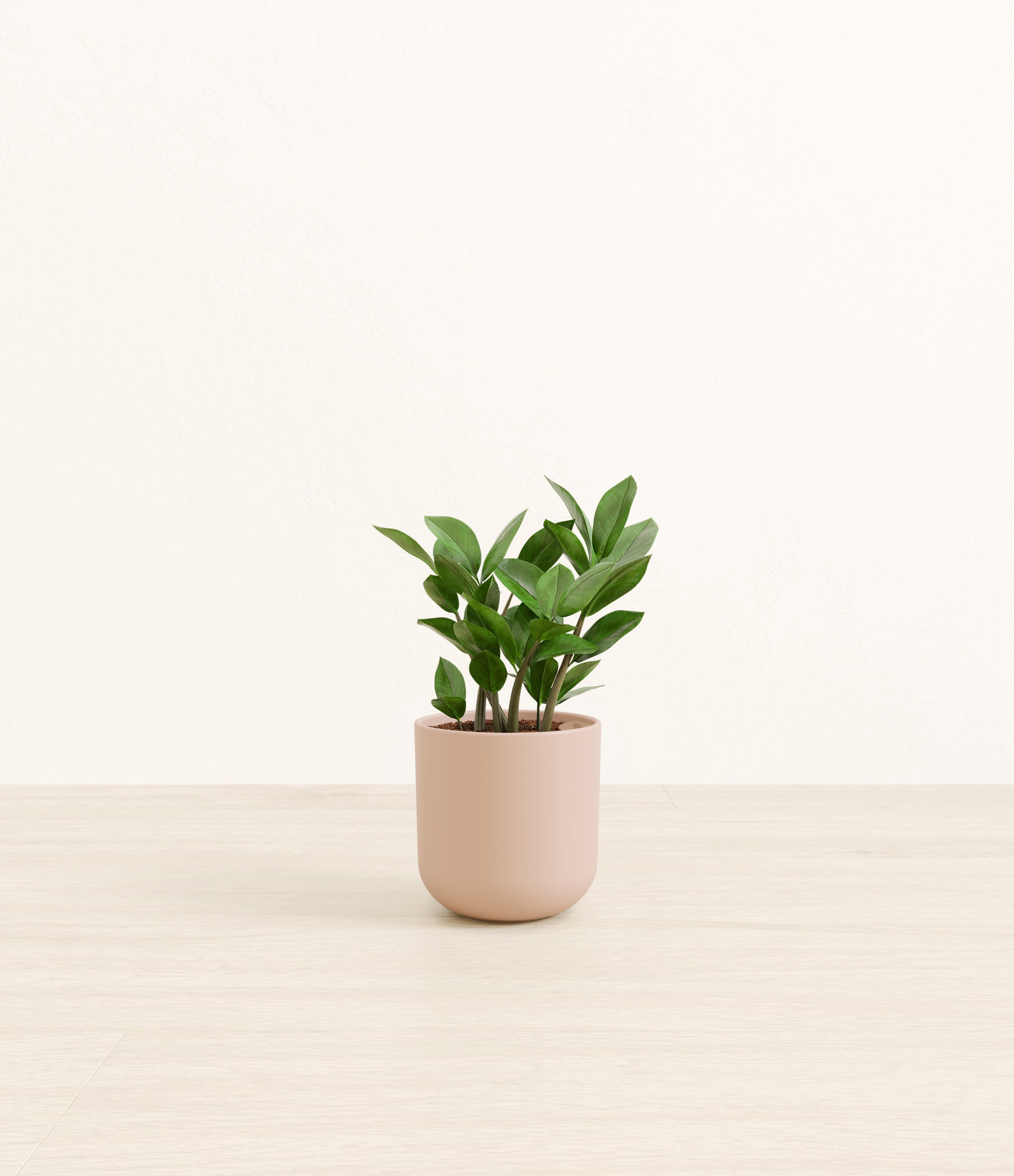 ZZ Plant plant