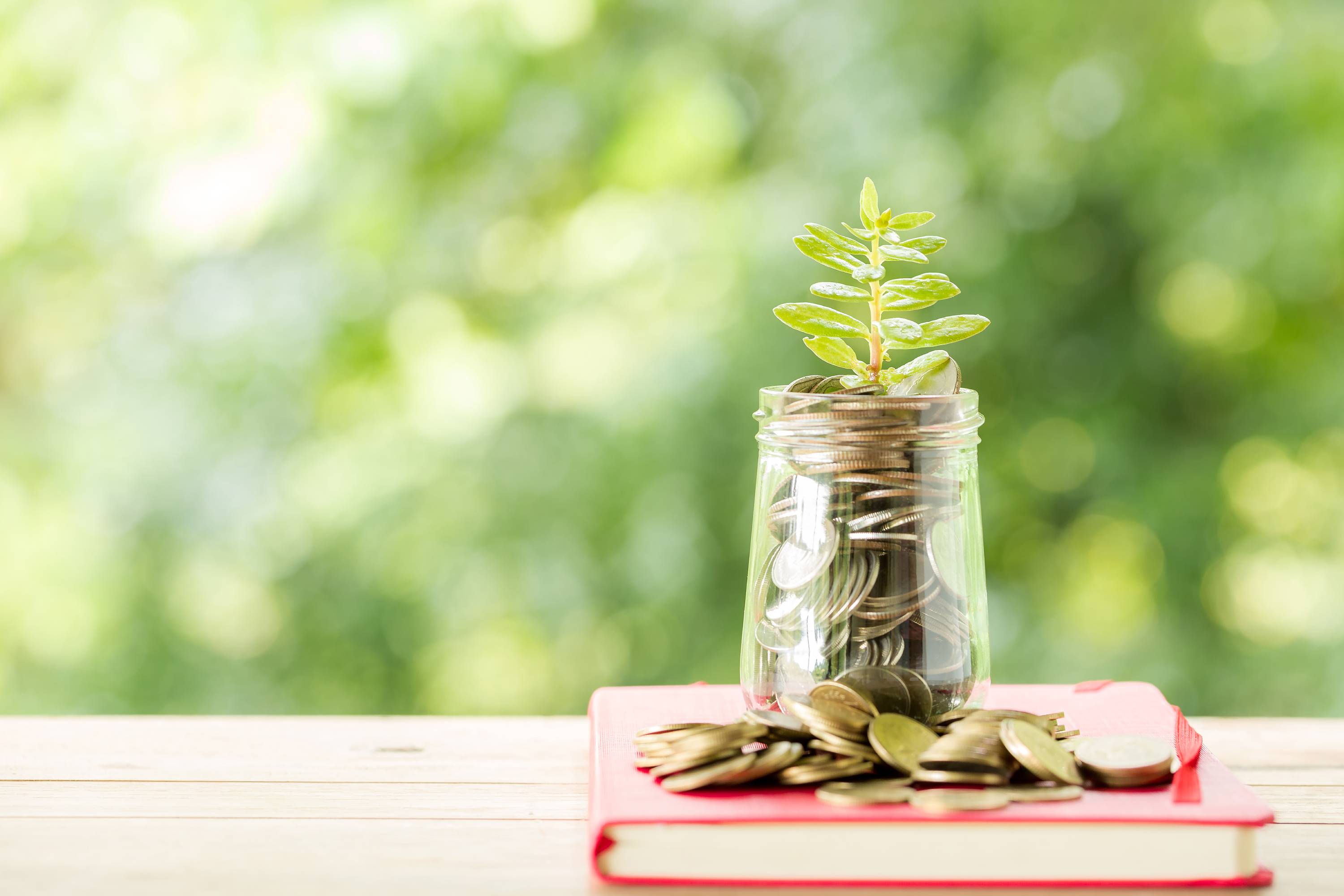 Easy-care indoor plants for busy beginners