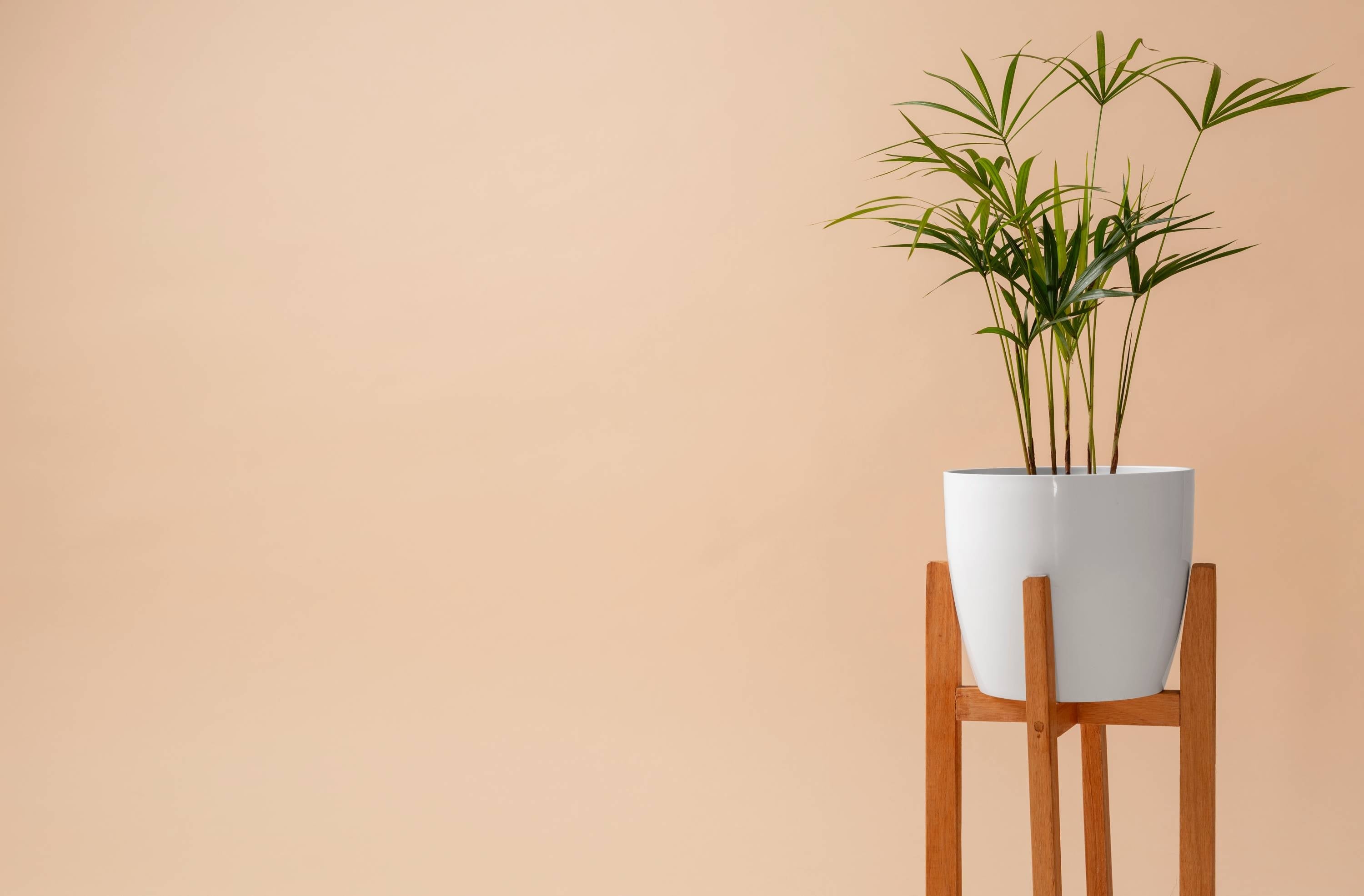 Creating a calming green corner at home