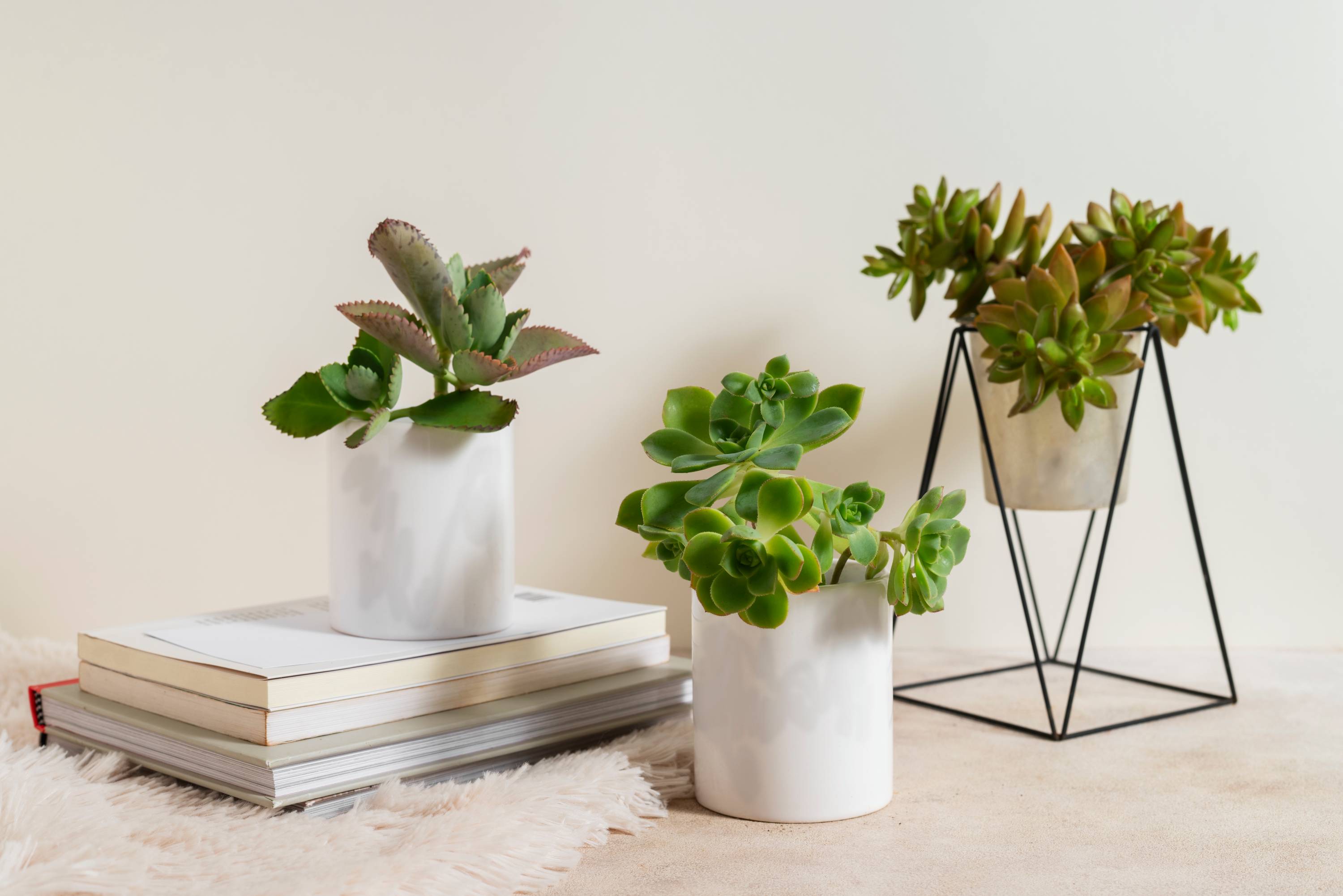 Understanding sunlight and watering basics