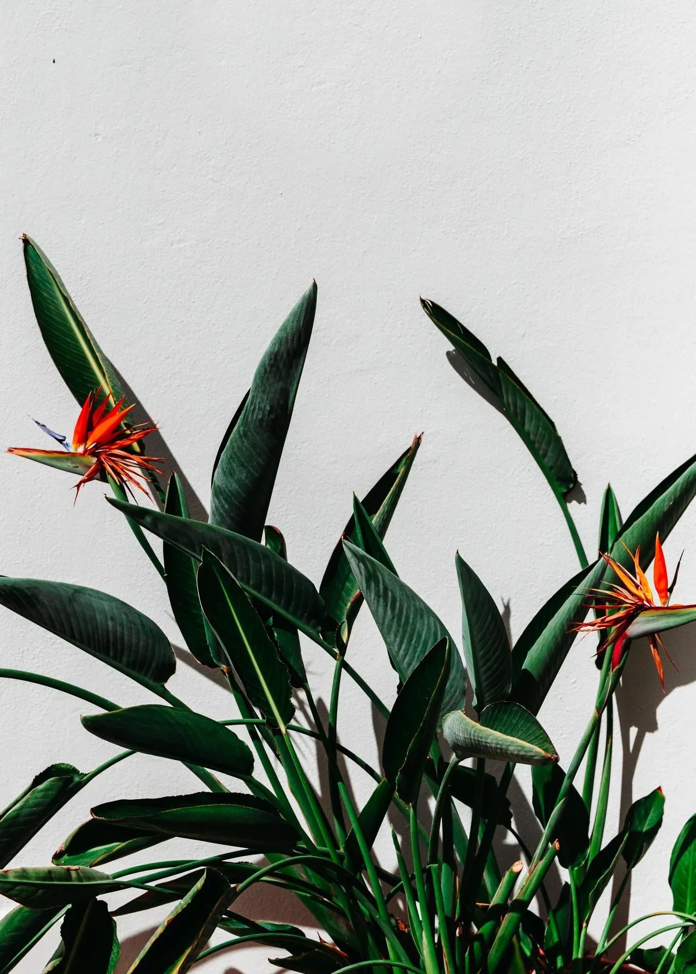 Large plants
