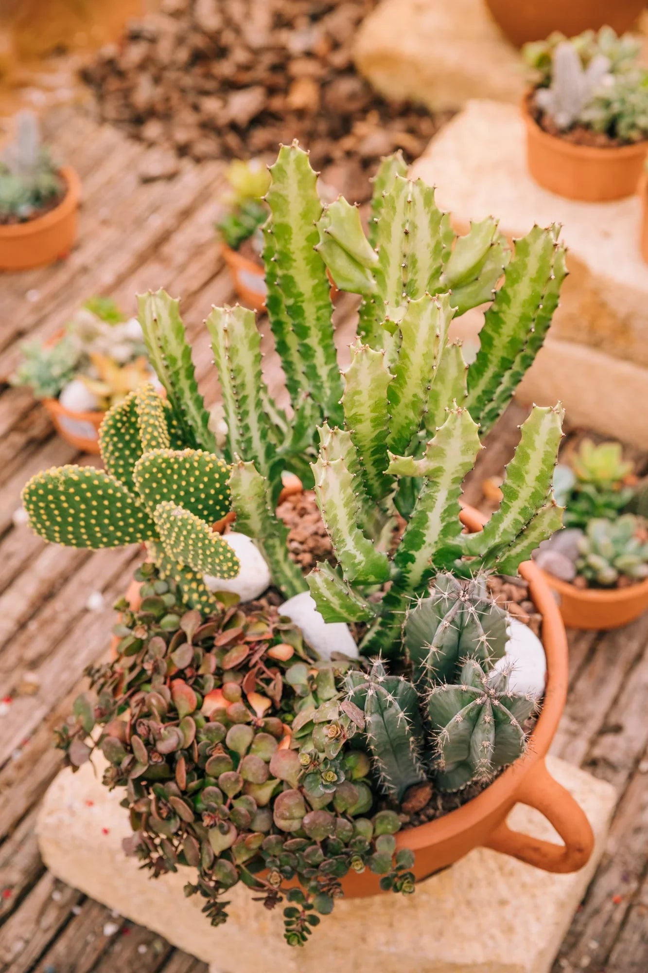 Succulents