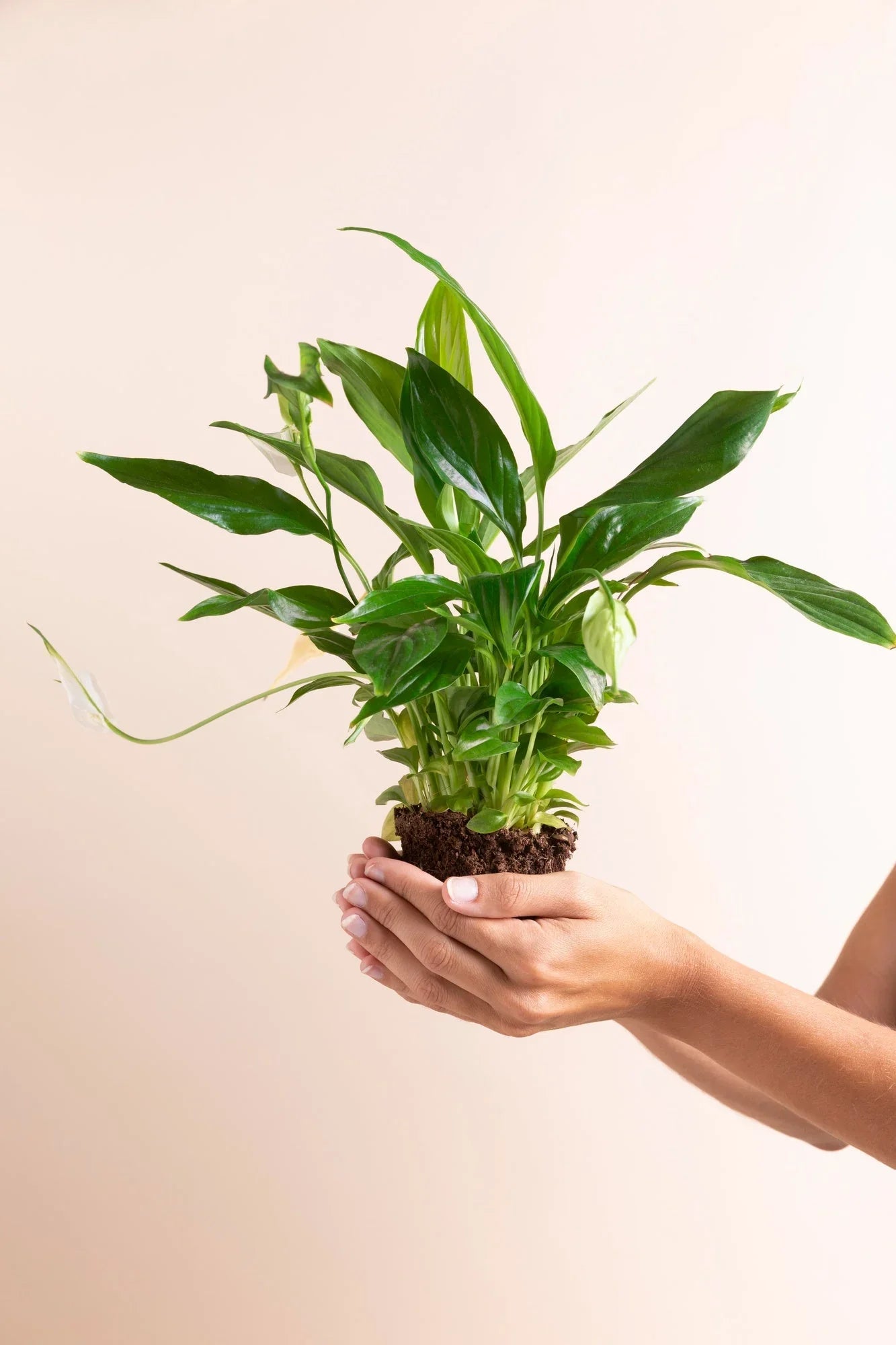 Small plants