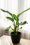 Indoor plants