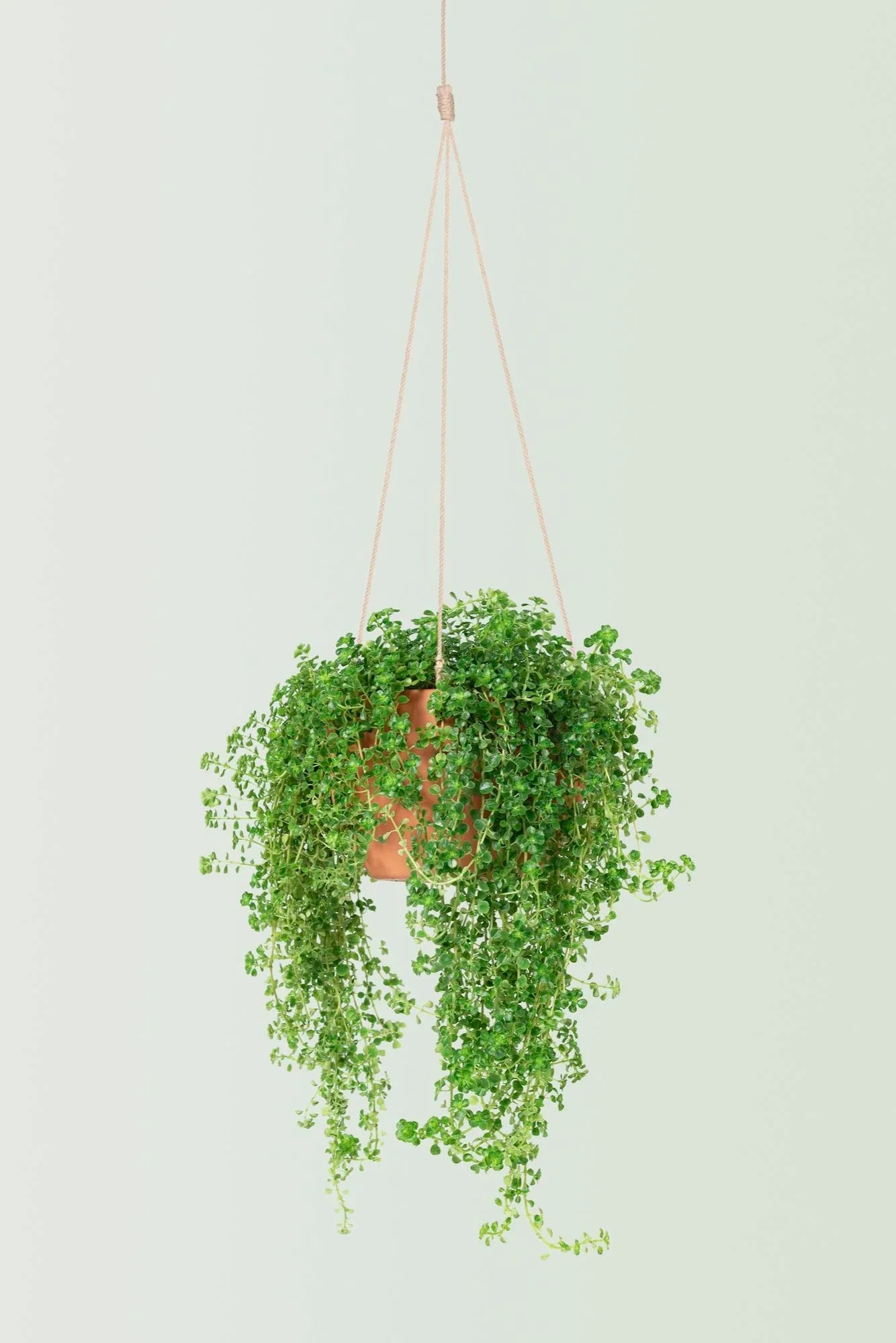 Air-Purifying