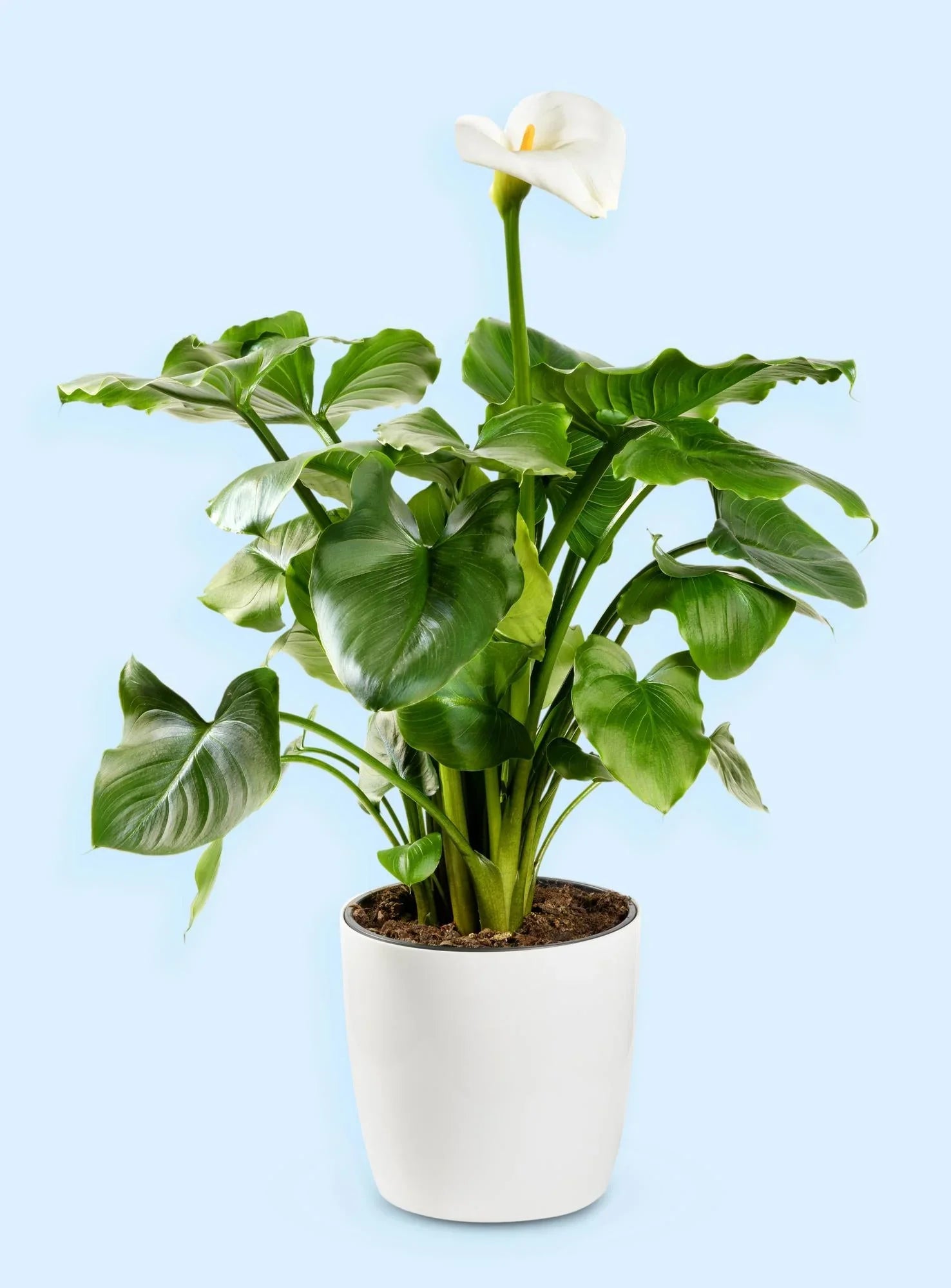 Flowering