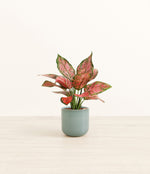 Aglaonema Beauty plant