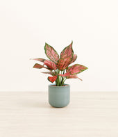 Aglaonema Beauty plant