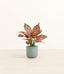 Aglaonema Beauty plant
