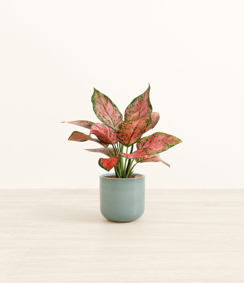Aglaonema Beauty plant