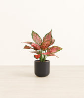 Aglaonema Beauty plant