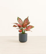 Aglaonema Beauty plant