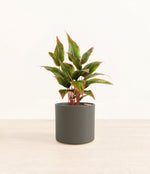 Aglaonema Siam plant