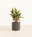 Aglaonema Siam plant