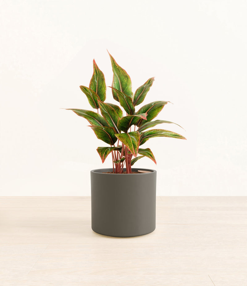 Aglaonema Siam plant