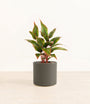 Aglaonema Siam plant