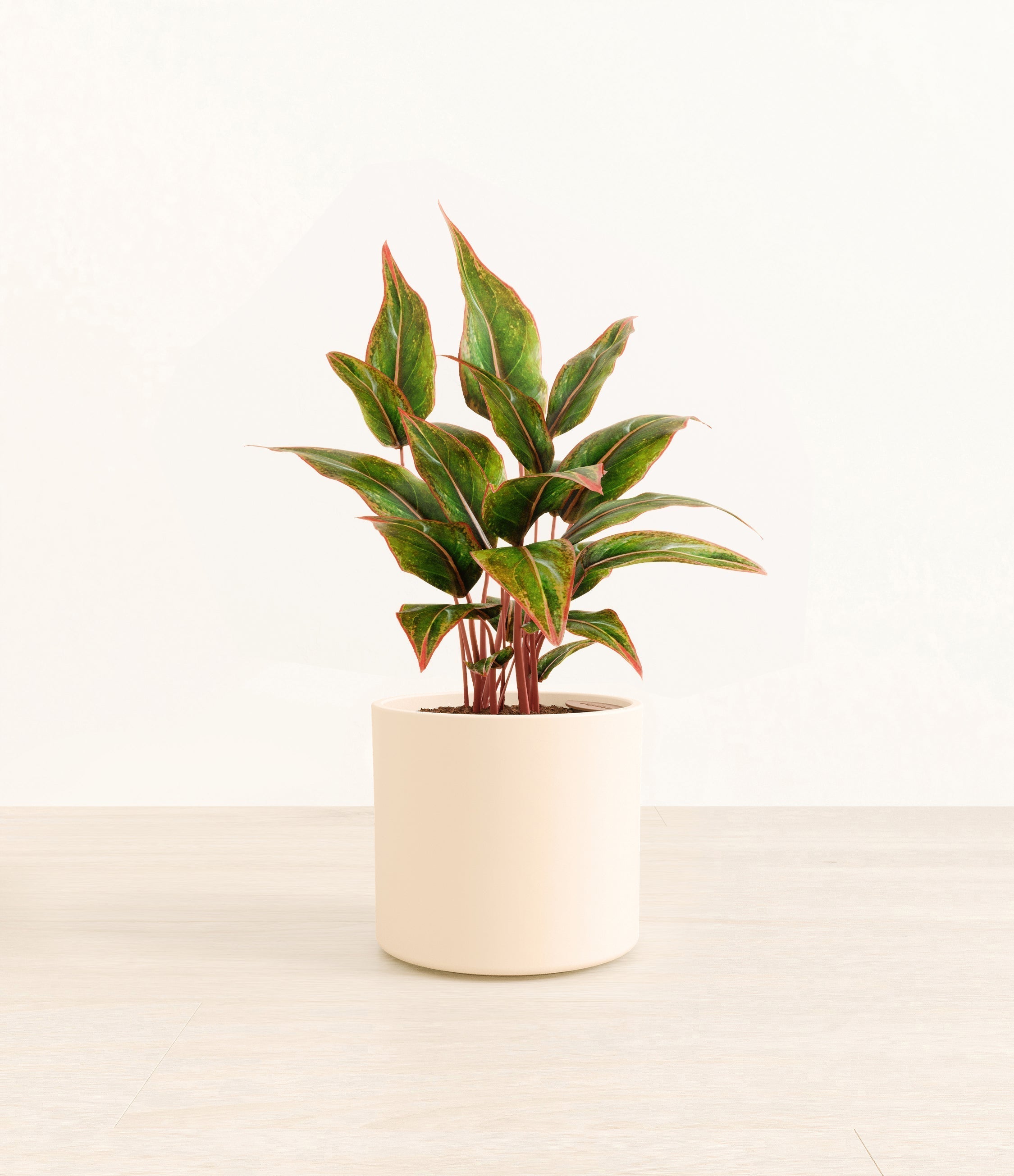 Aglaonema Siam plant