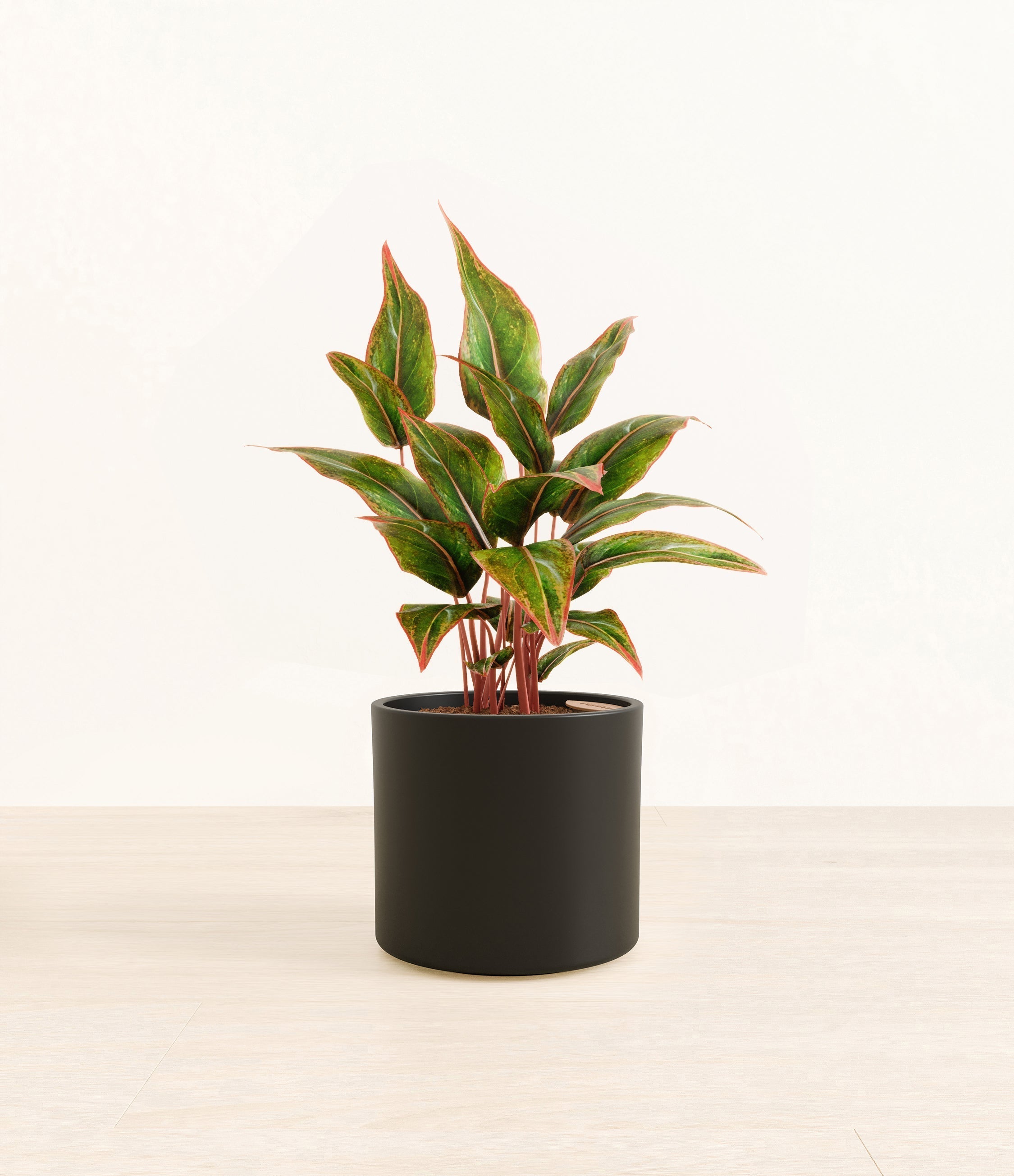 Aglaonema Siam plant