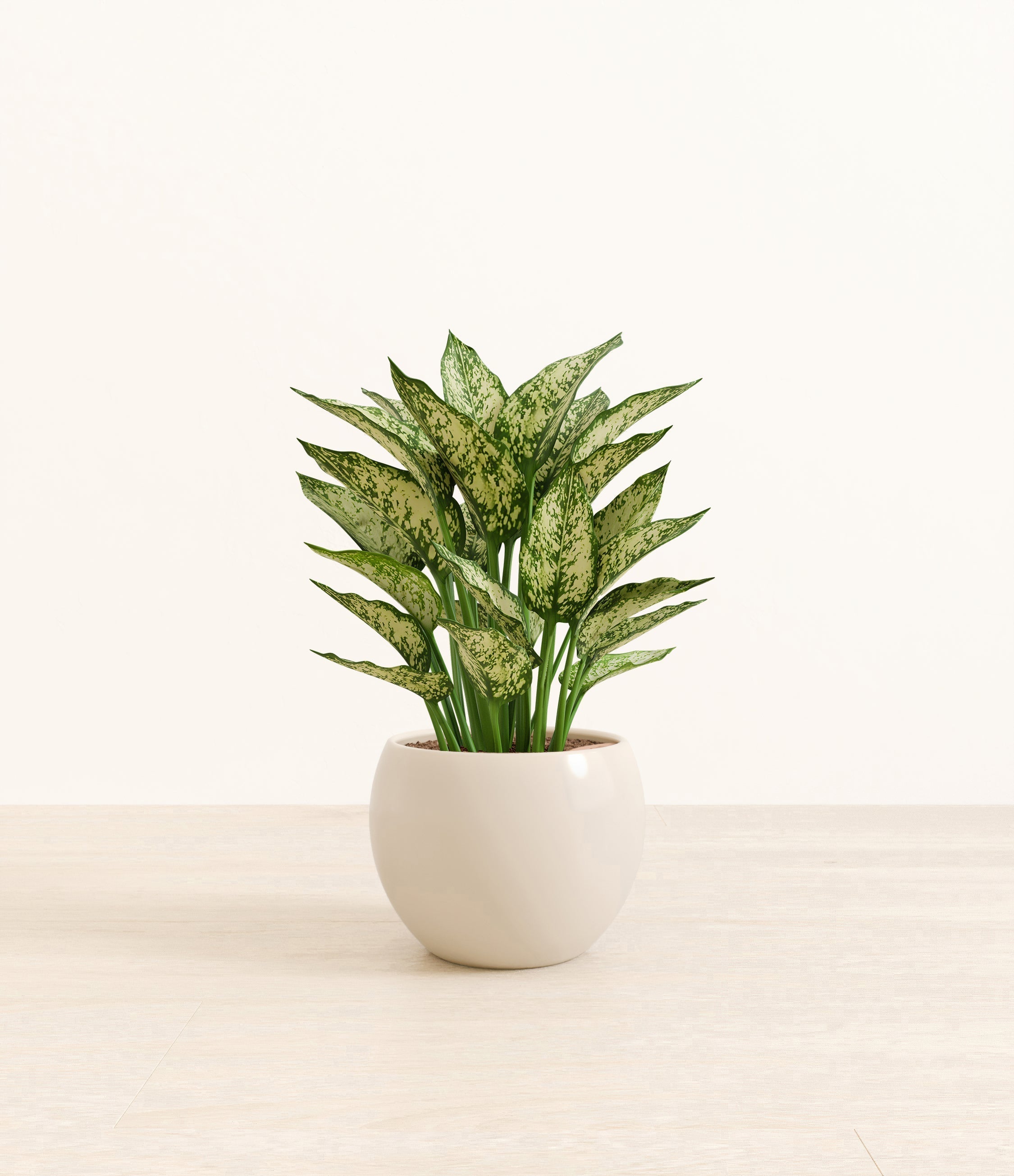 Aglaonema Snow White plant