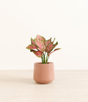 Aglaonema Wishes plant