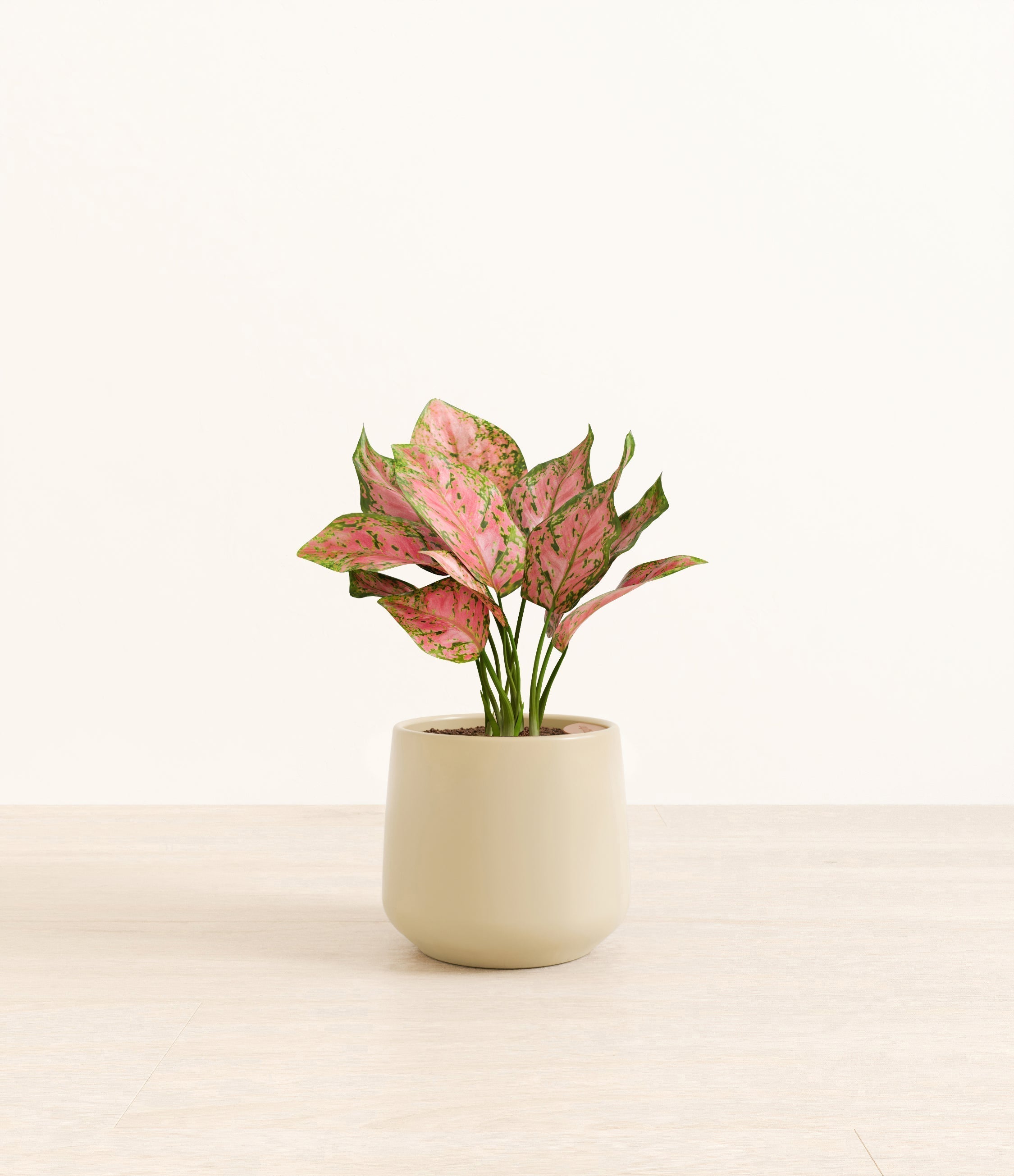 Aglaonema Wishes plant