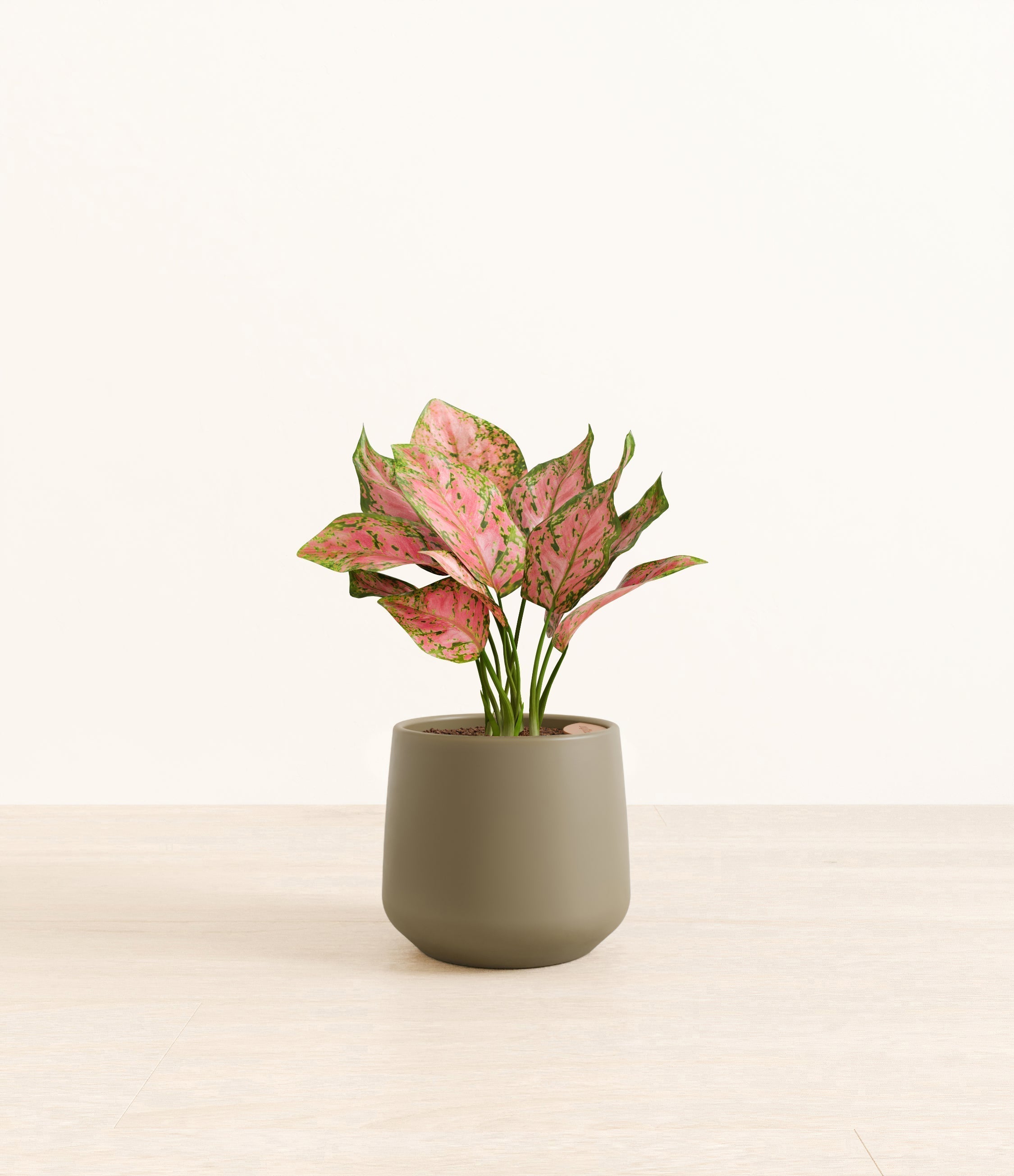 Aglaonema Wishes plant