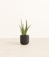 Aloe Vera plant