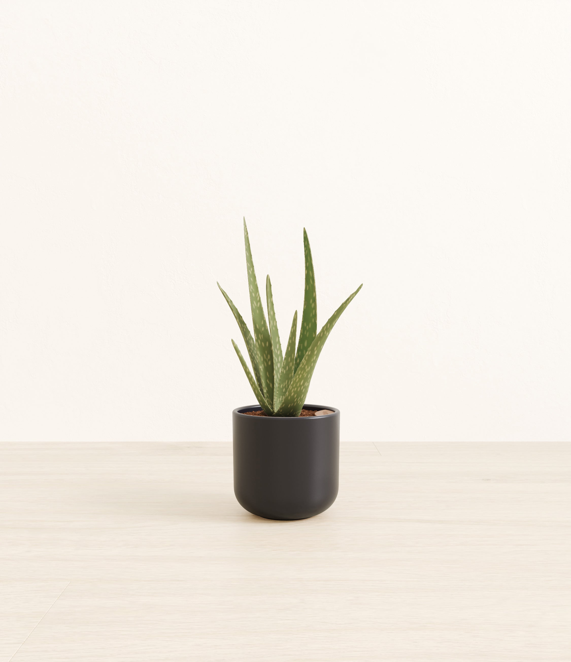 Aloe Vera plant