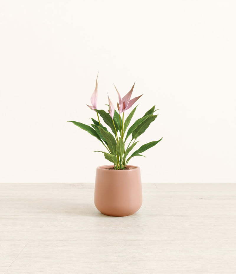 Anthurium Lilli plant