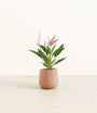 Anthurium Lilli plant
