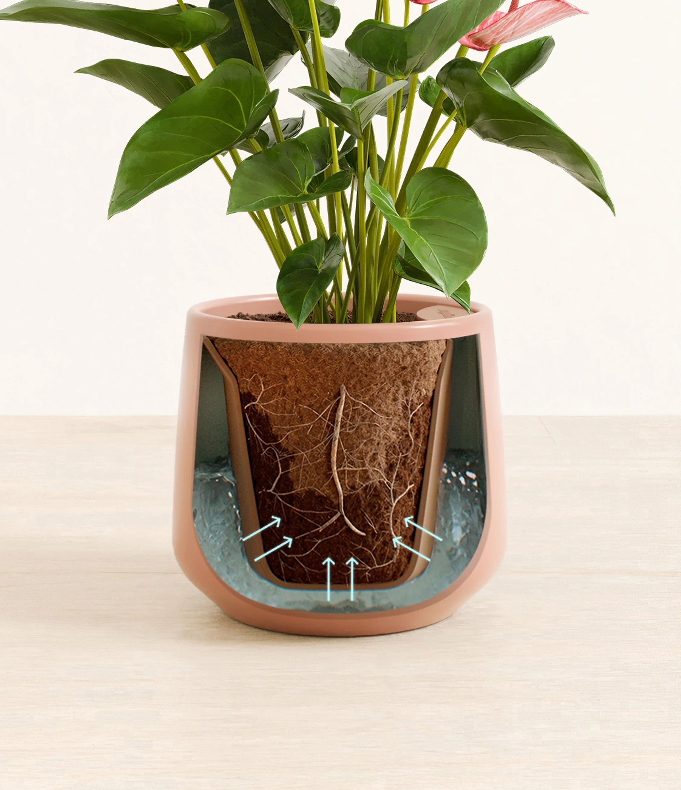 Anthurium livium -  Calm rose