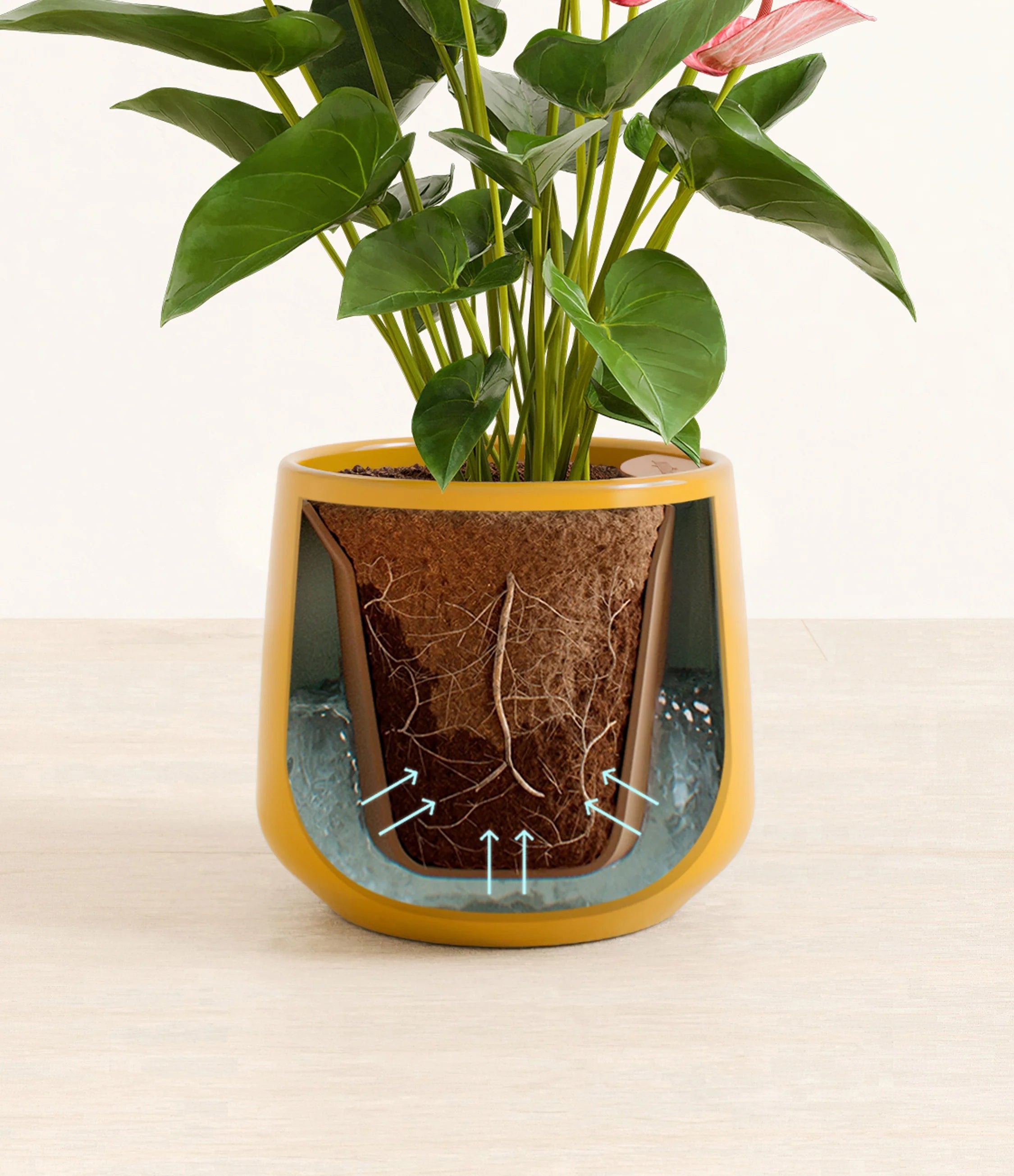 Anthurium livium -  Mustard