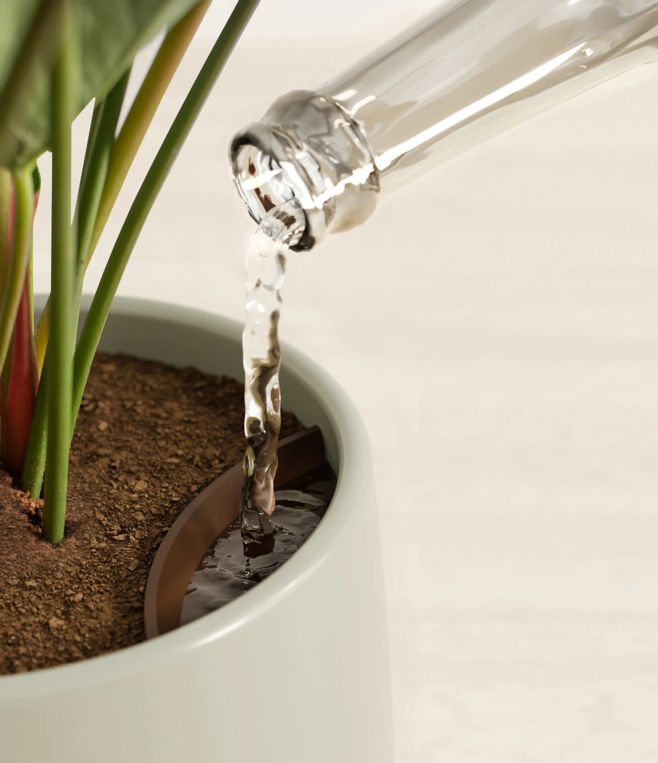 Anthurium livium -  Turquoise