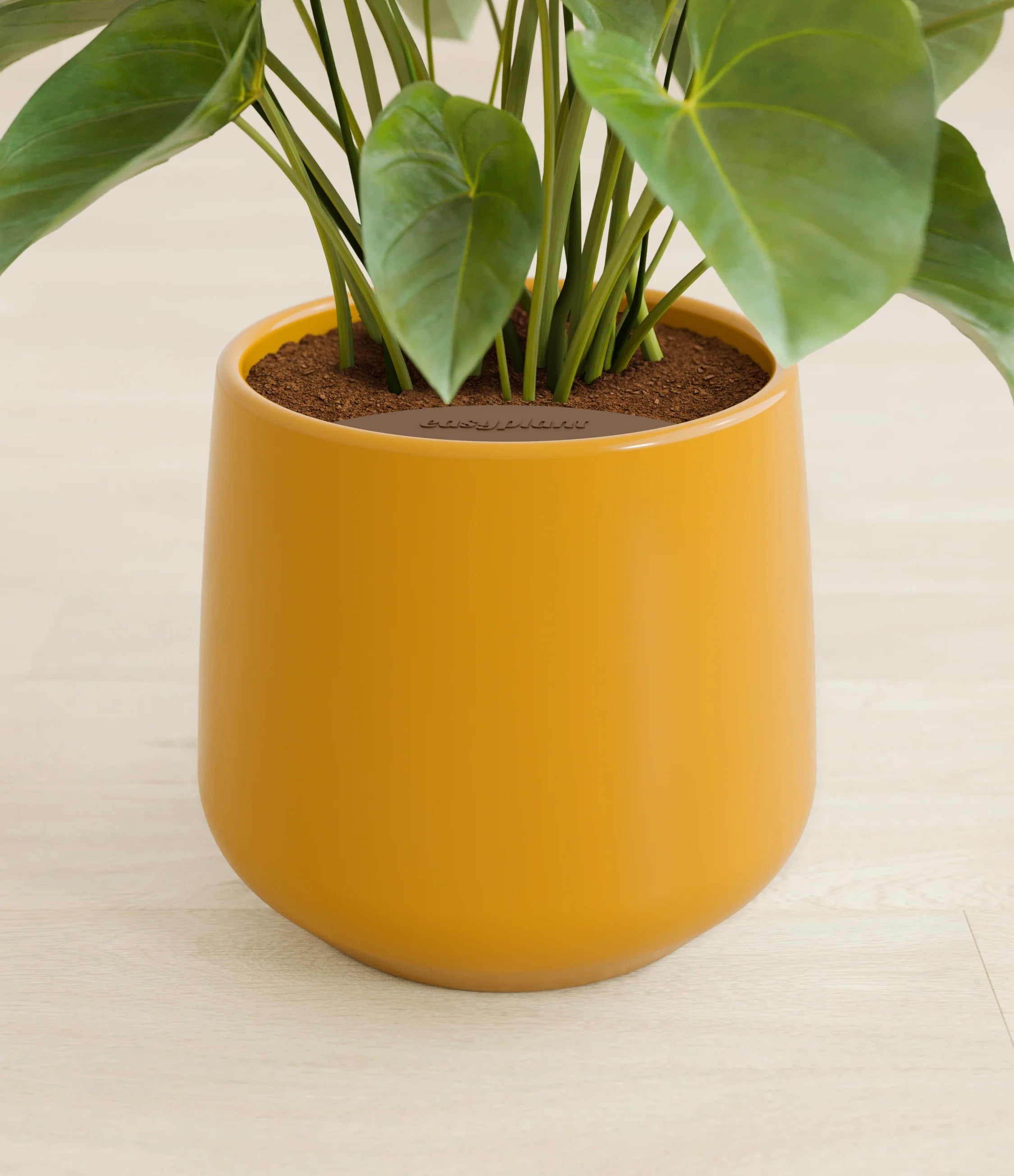 Anthurium livium -  Mustard