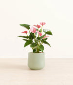 Anthurium livium -  Turquoise