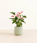 Anthurium livium -  Turquoise