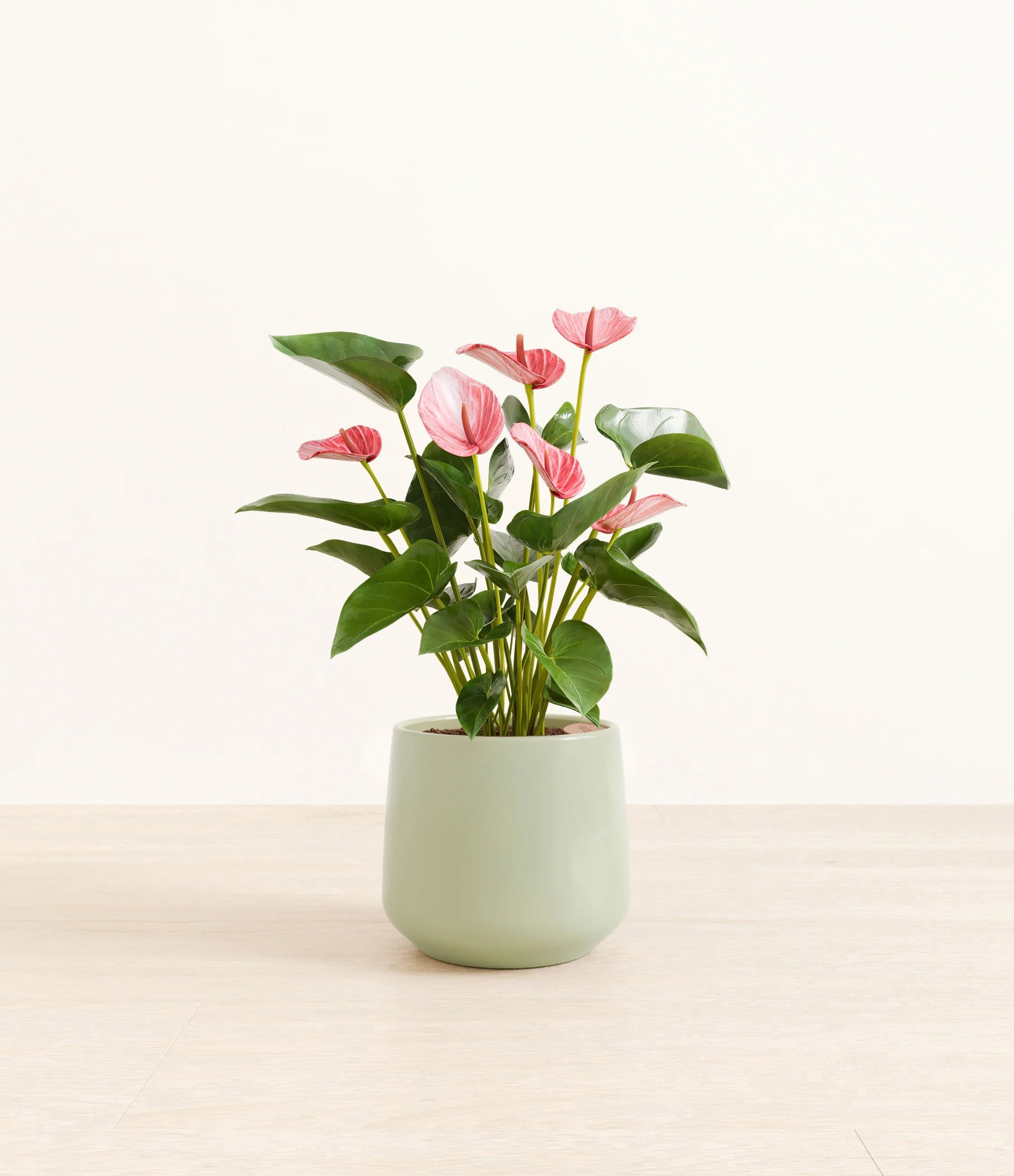 Anthurium livium -  Turquoise