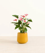 Anthurium livium -  Mustard