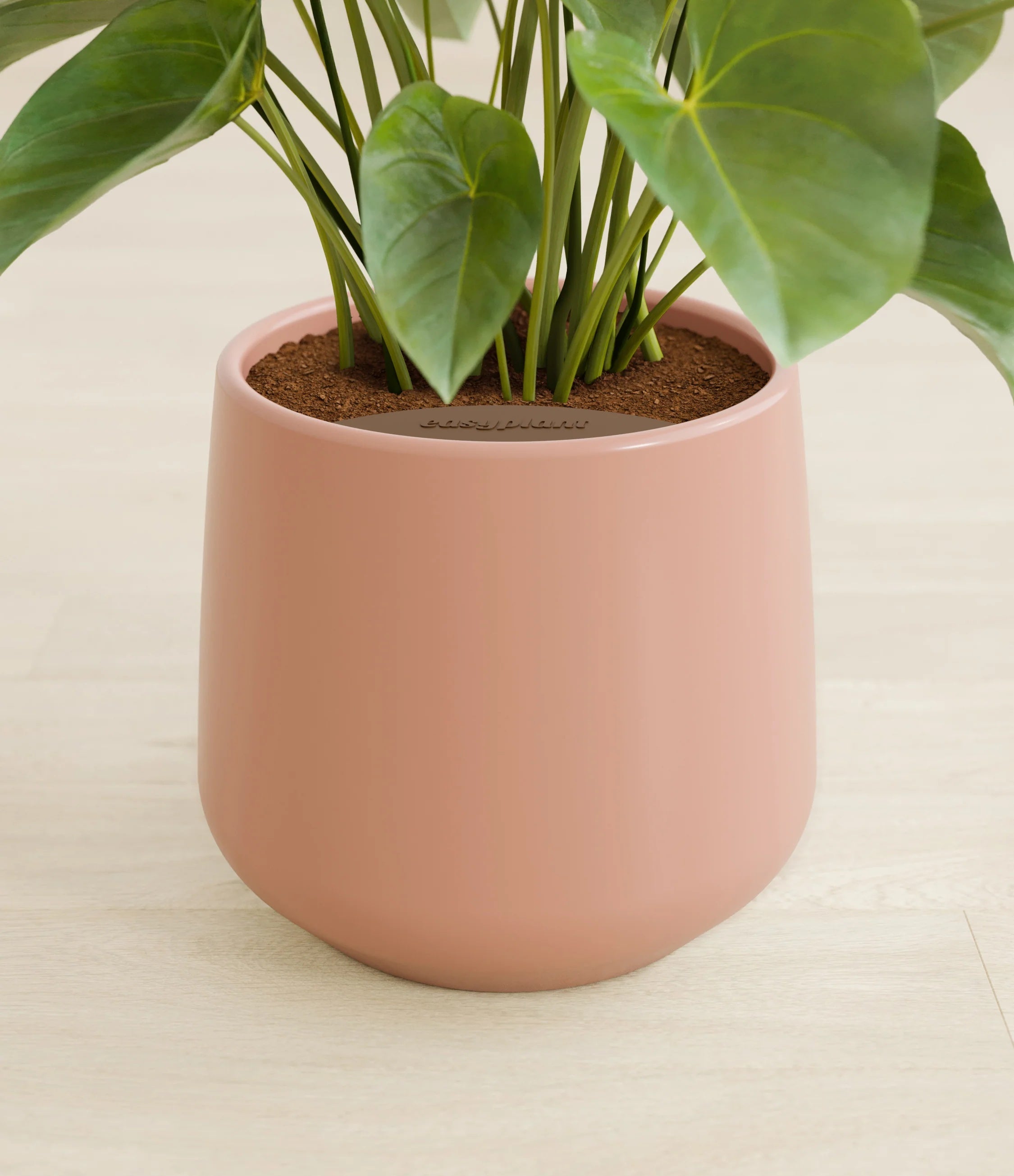 Anthurium livium -  Calm rose