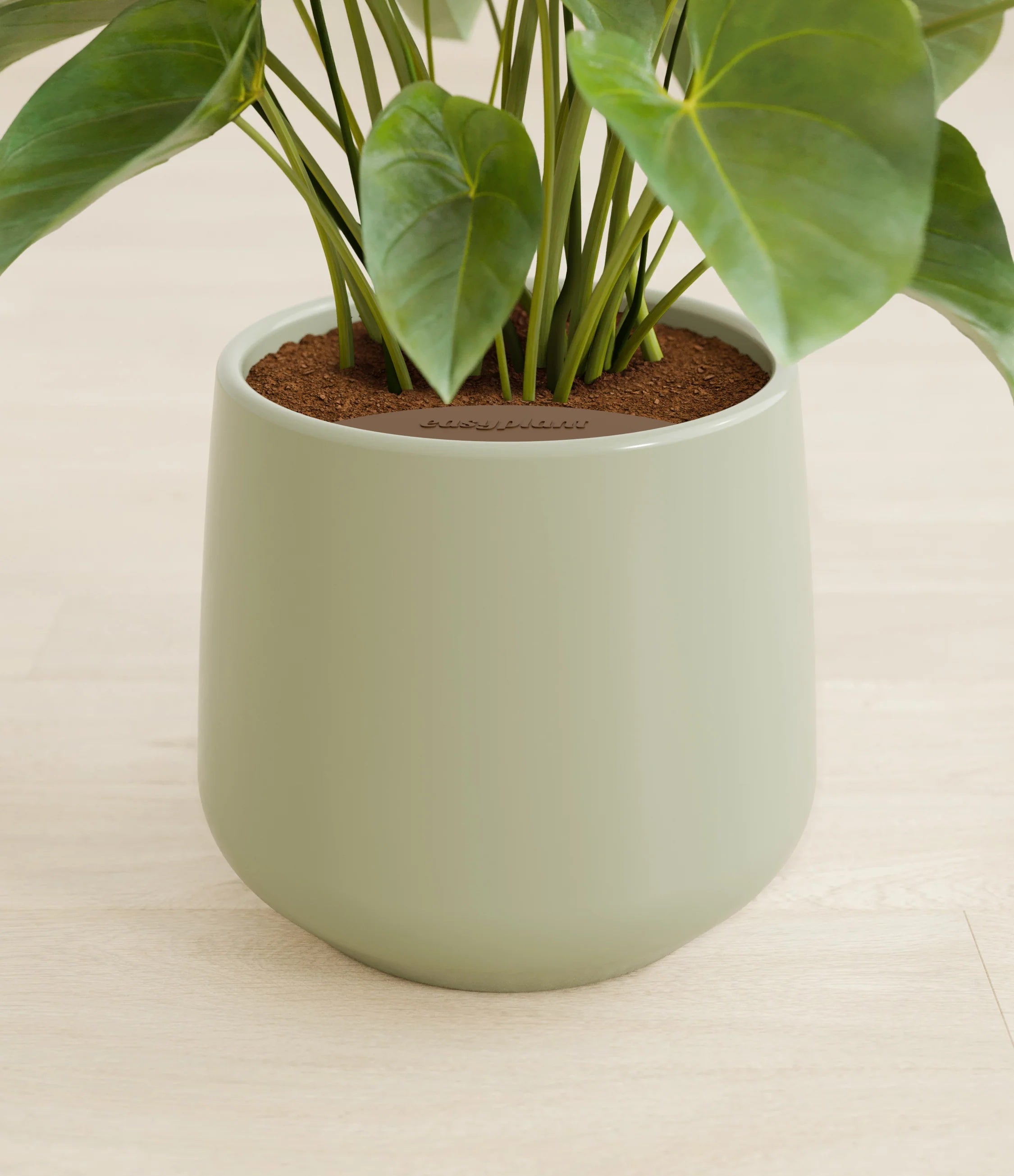 Anthurium livium -  Turquoise