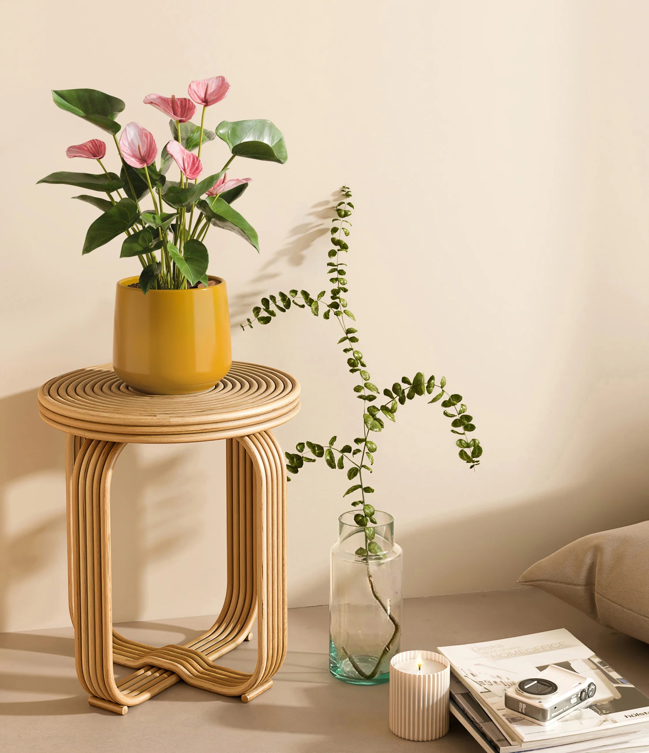 Anthurium livium -  Mustard