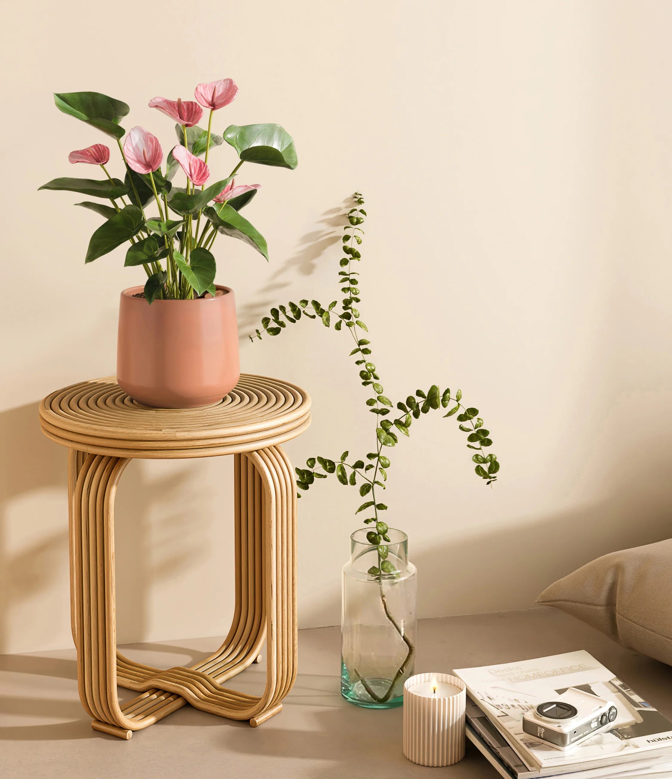 Anthurium livium -  Calm rose