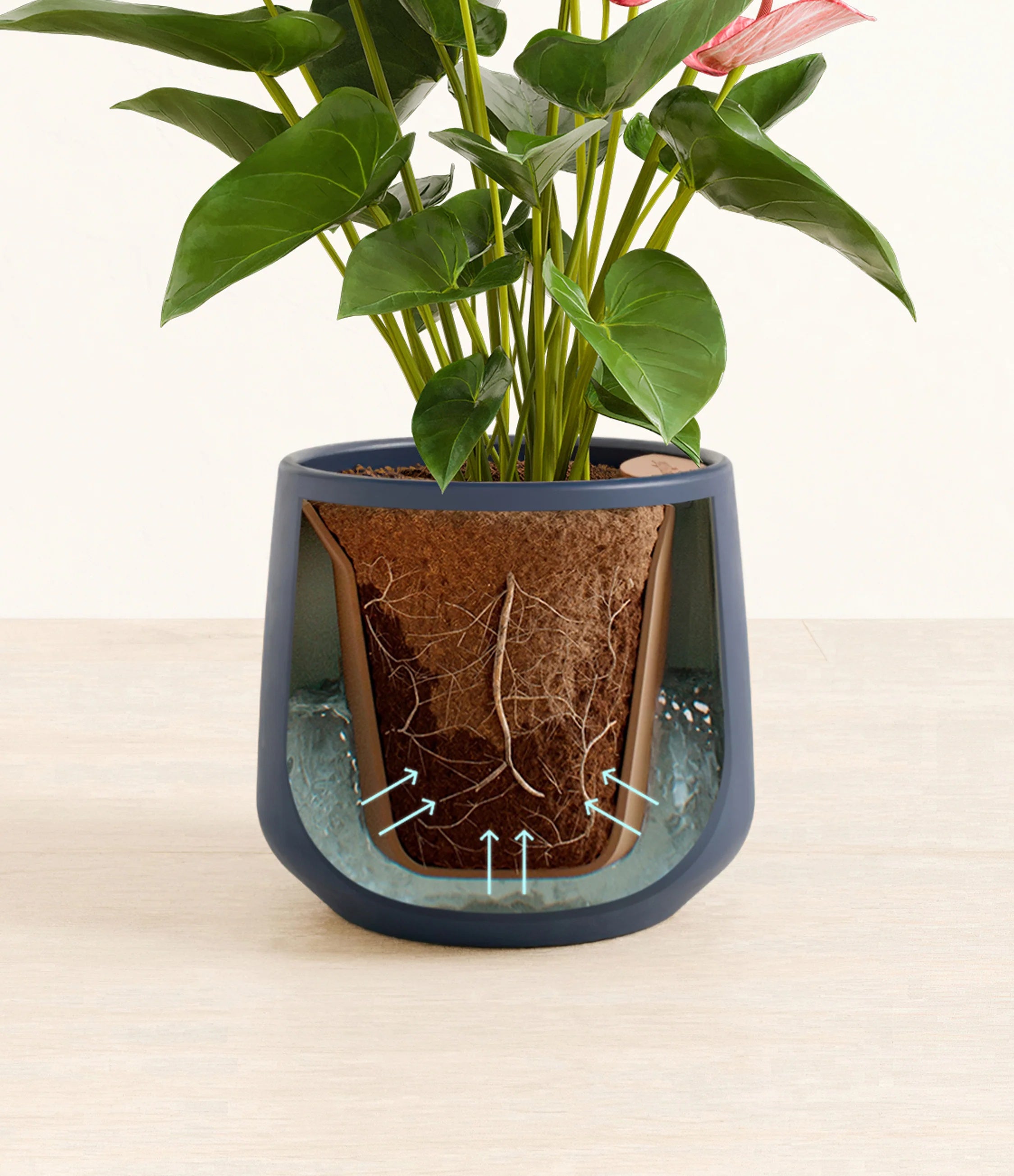 Anthurium livium -  Deep Navy
