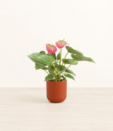 Anthurium Pink plant