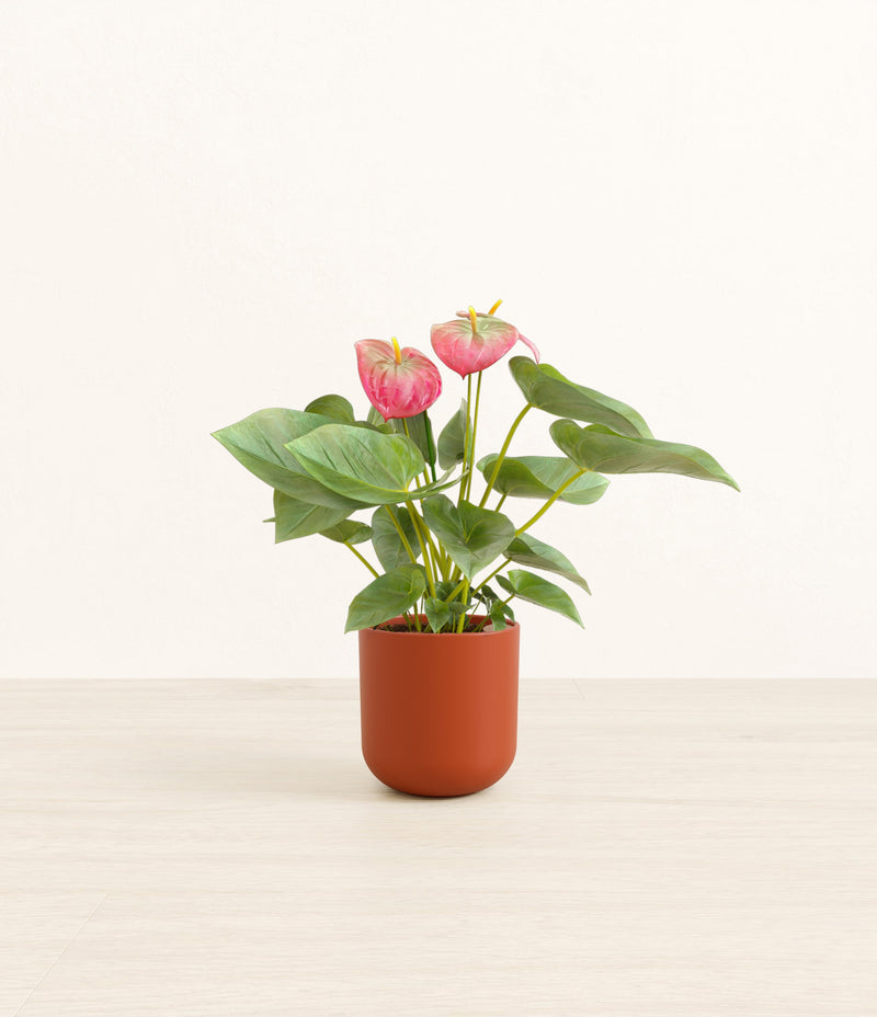 Anthurium Pink plant